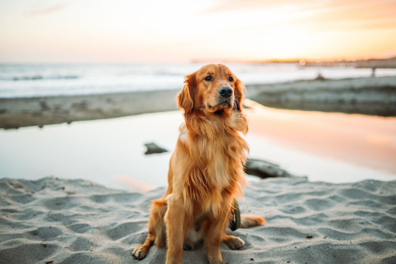 How to Start a Pet Sitting Business