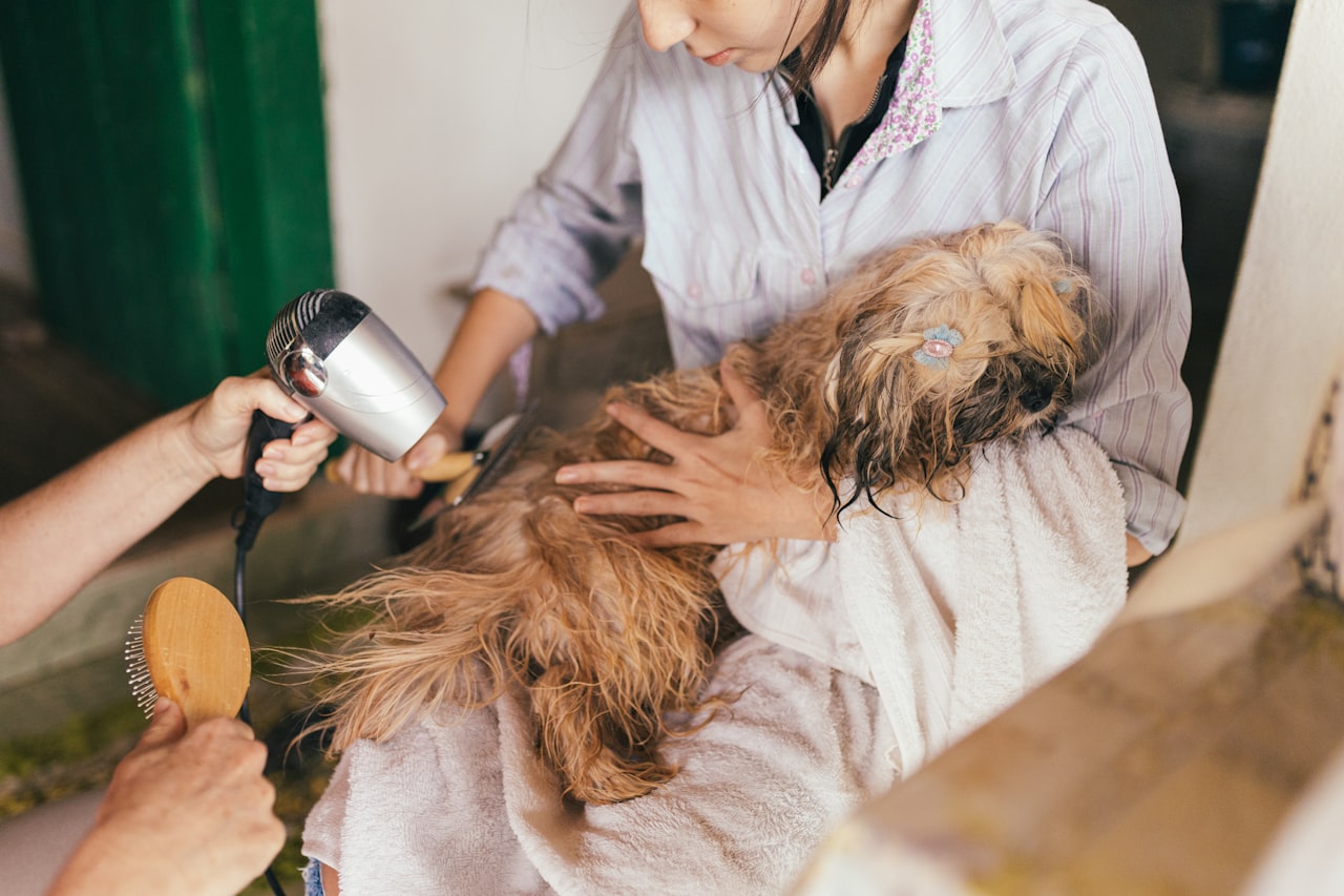 How to Start a Pet Grooming Business